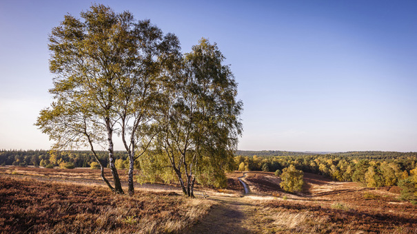 Deutschlands-schönster-Wanderweg_Heidschnuckenweg_c_Lüneburger-Heide