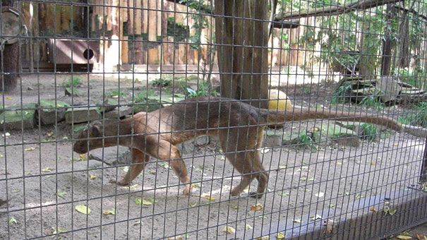 Heidelberger-Zoo_Fossa