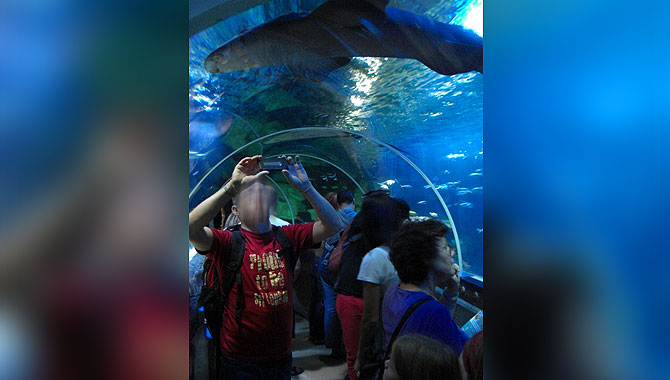 Sea-Life-Konstanz_Gläserner-Tunnel_innen