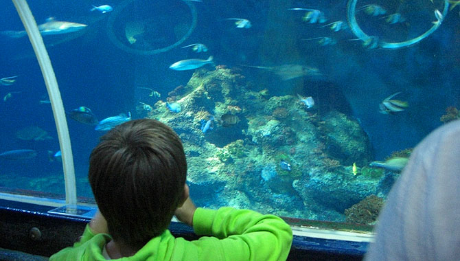 Sea-Life-Konstanz_Panoramabecken