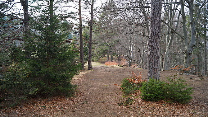 Waldweg auf dem Traufgang Zollernburg Panoramaweg