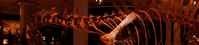 Panoramaaufnahme des Dinoskeletts eines Spinosaurus