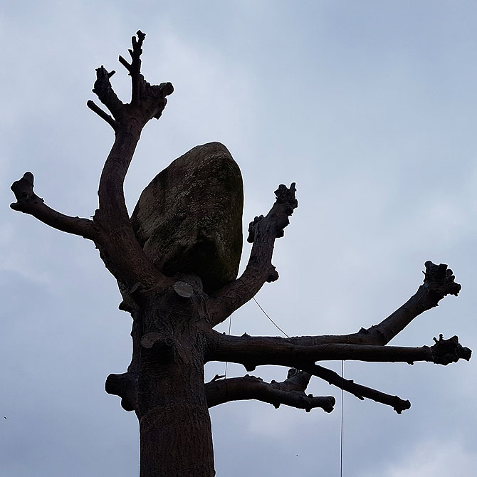 Penone Baum der documenta 13