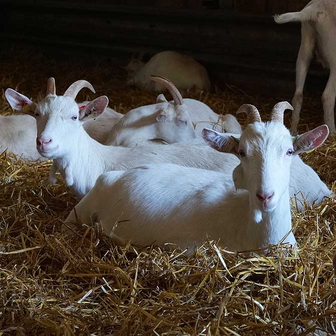 Auf dem Ziegenhof gibt es viele Ziegen