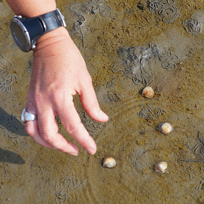 Muscheln sammeln und beobachten