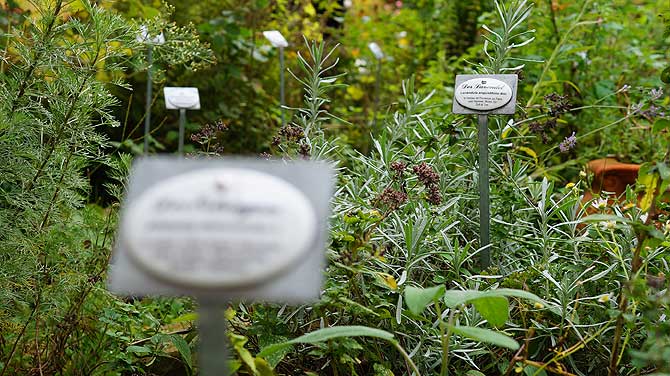 Viele Kräuter im Garten