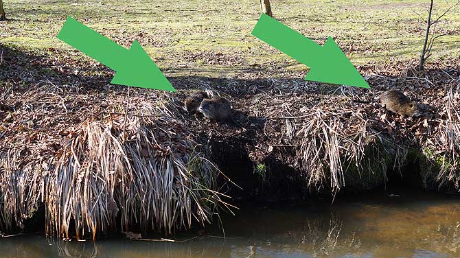 Nutria sind eine Art Wasserratte