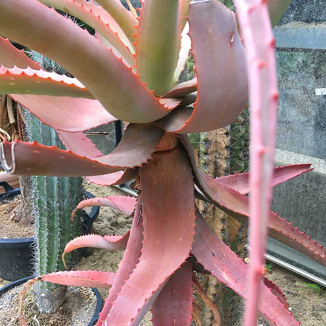 Botanischer Garten Osnabruck Grunstes Ausflugsziel Der Domstadt