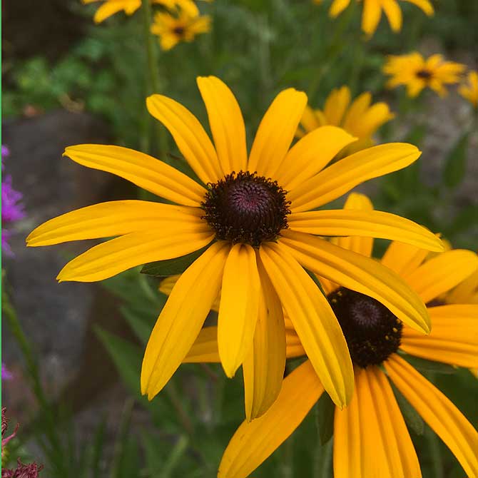 Botanischer Garten Osnabruck Grunstes Ausflugsziel Der Domstadt