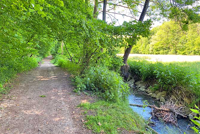 Deine Wanderung durch das Kreuzbachtal führt straight am Kreuzbach entlang