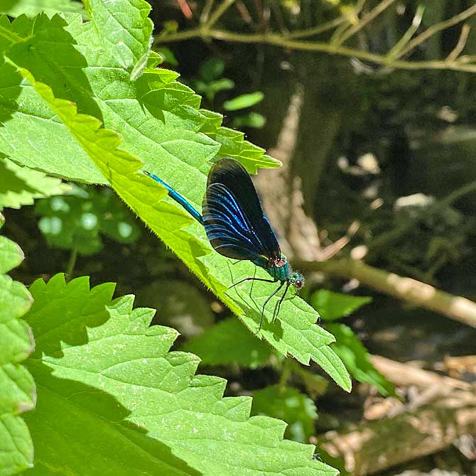 Blauflügel Prachtlibelle auf einem Blatt