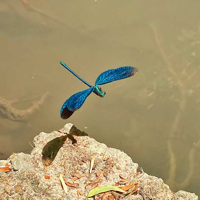 Blauflügel Prachtlibelle im Flug