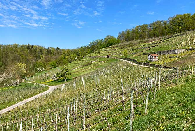 Weinreben im Frühjahr