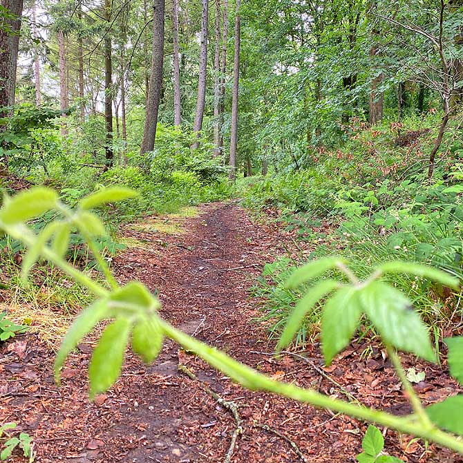 Wanderung auf dem Hunsrückbahn Waldweg