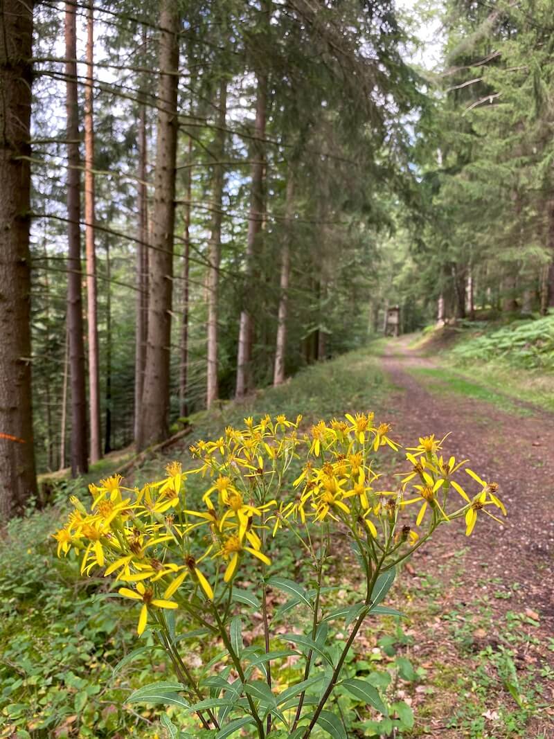 Wanderweg zwischen Hirsau, Calw und Klosterruine