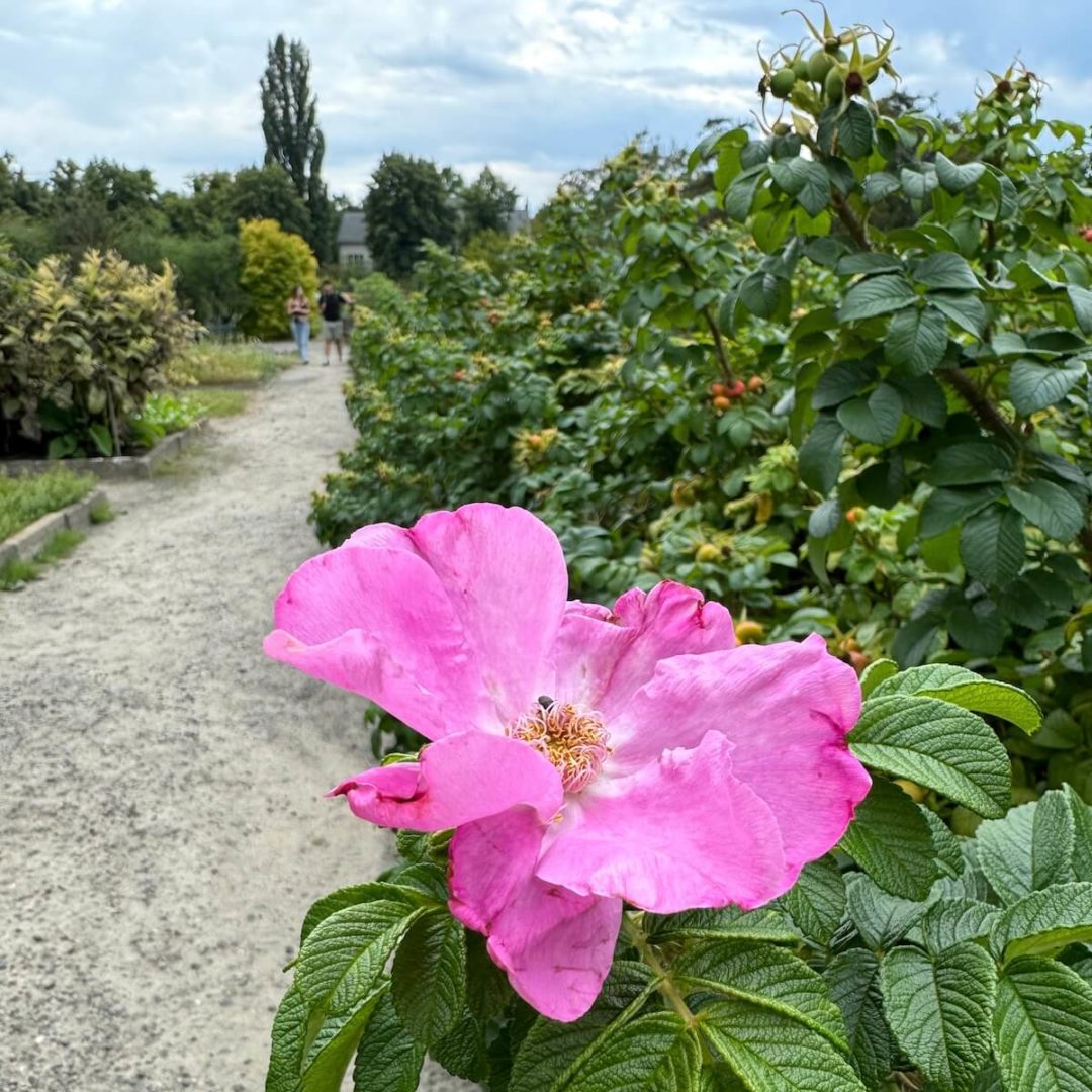 Japanischer Garten ist es nicht, dafür eine schöne Blume.