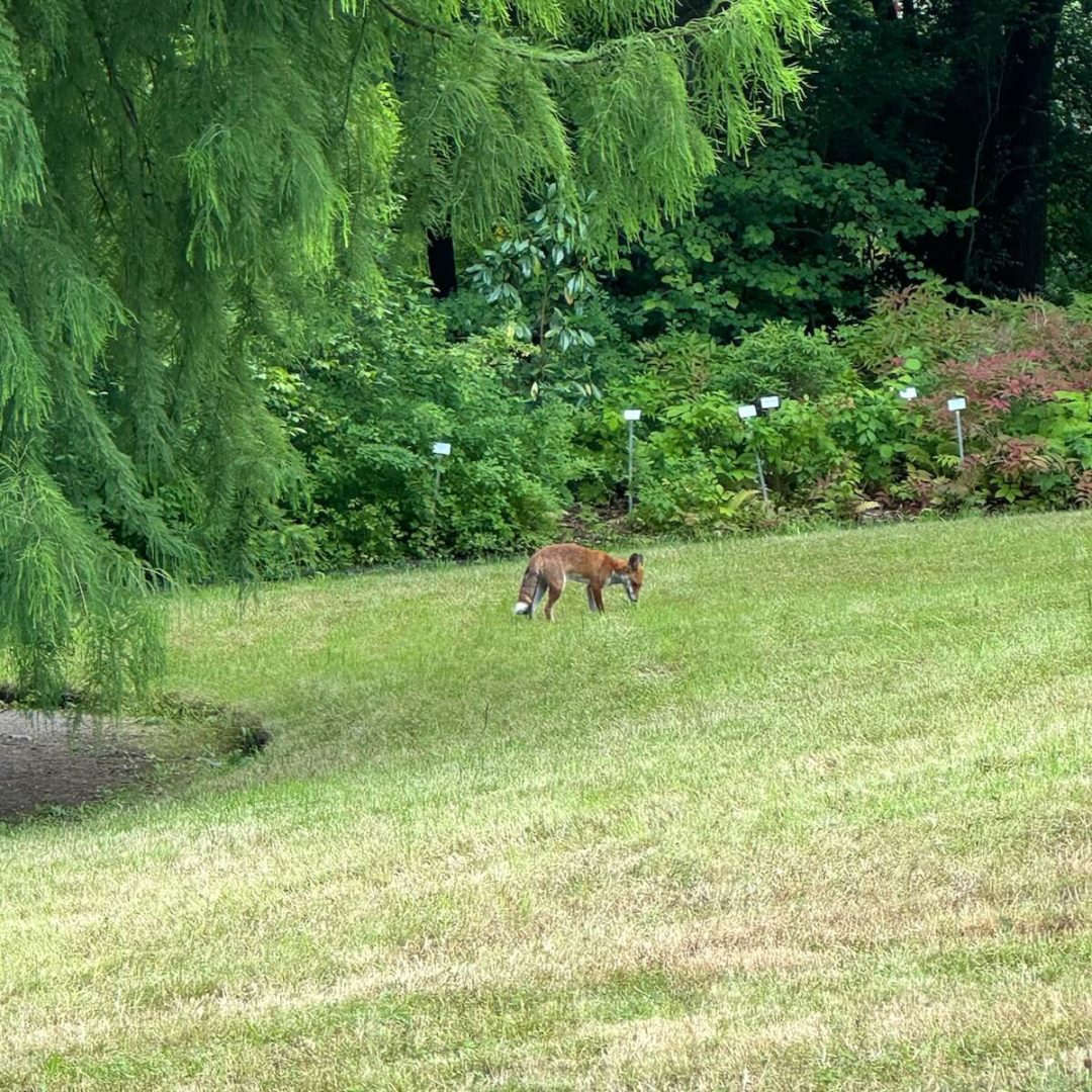 Mitten auf dem Weg spaziert ein Fuchs durch das botanische Gelände.