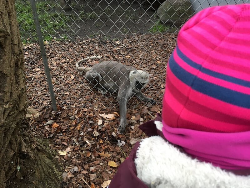 Diese Affen im Jaderpark sind die kleinsten auf der Welt