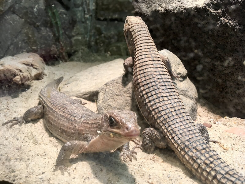 Ob es noch Echsen oder Reptilien dieser Art gibt, weiß ich leider nicht.