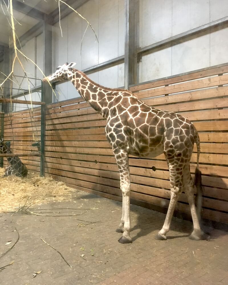 Im Tierpark Jaderberg gibt's natürlich auch Giraffen