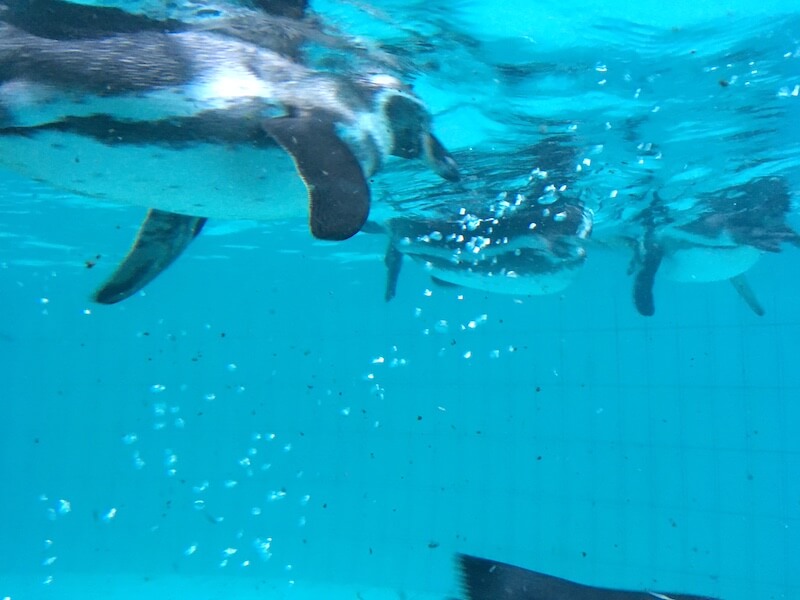 Pinguine im Jaderberg Park